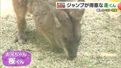 高品質！パルマワラビーの全身骨格標本 - 頭骨・骨格標本・剥製