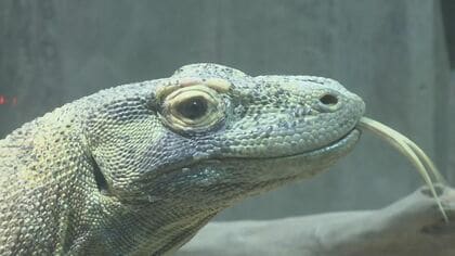 ネズミを一瞬で丸飲みに…『コモドドラゴン』東山動植物園で23日から