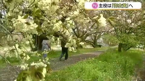 春の主役はソメイヨシノから「御衣黄」へ　雲南市の三刀屋川沿いで見ごろ　天気は「花曇り」から雨に