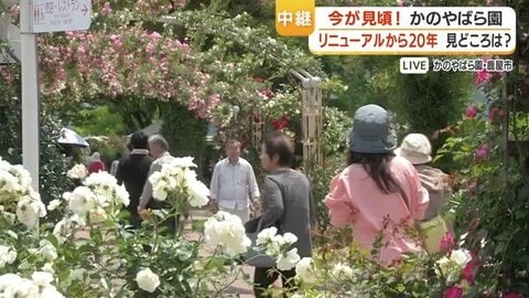 鹿屋かのやばら園「1000種・2万5千株」春のバラ祭り　リニューアル20周年企画「同伴者何人でも無料」が話題
