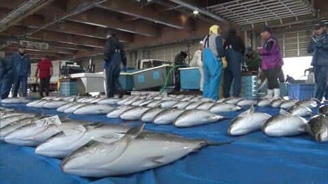 佐渡の“寒ブリ”記録的不漁の中で今季初のまとまった水揚げ 漁業関係者は今後の豊漁に期待「安くておいしいブリを皆さんに」新潟