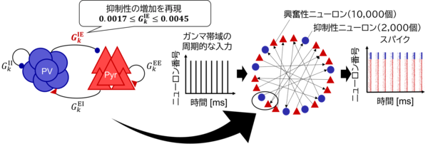 数理モデルで探る神経回路の成熟メカニズム
