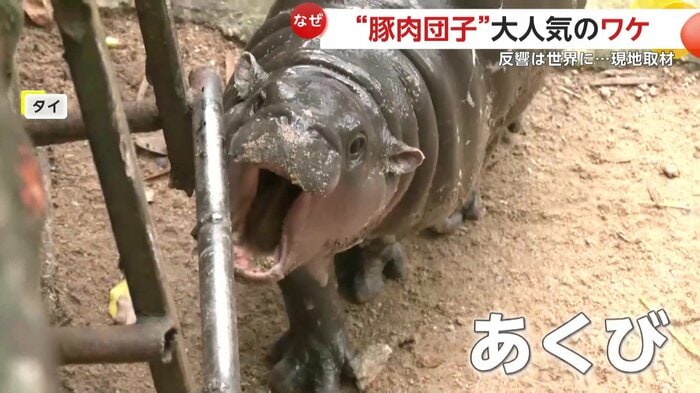 大あくびをしているムーデンの姿(提供:Khao Kheow Open Zoo)