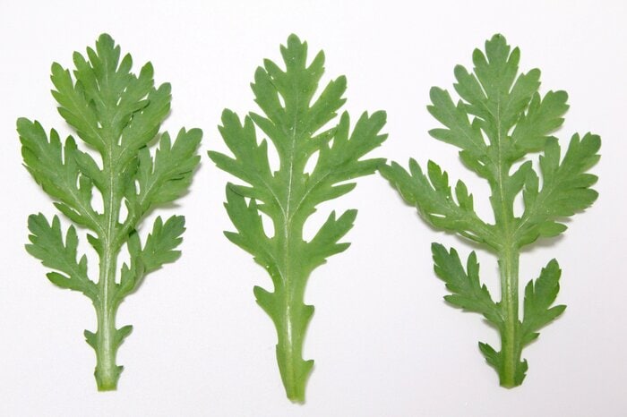 深い切れ込みがたくさん入った春菊は香りが強め