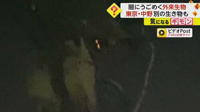 暗闇の中で、何かの生き物がカメラに目を光らせている