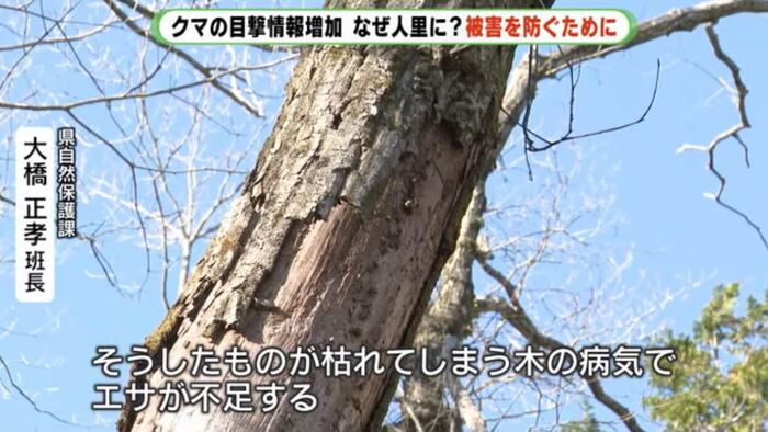 大橋班長:「ナラ枯れ」は病害虫による木の病気