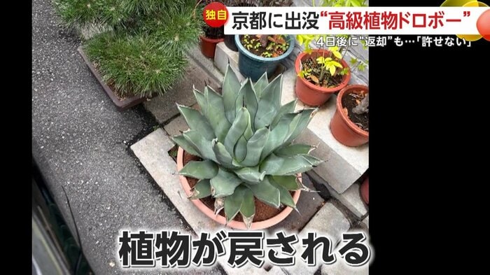 盗まれたあと戻ってきた植物(提供:Maestro)