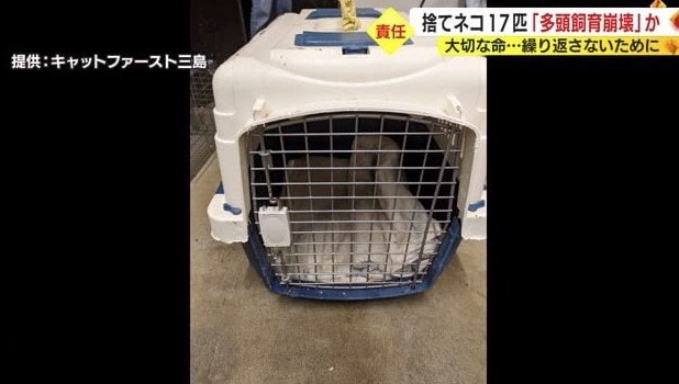 ネコが入れられたキャリーケース