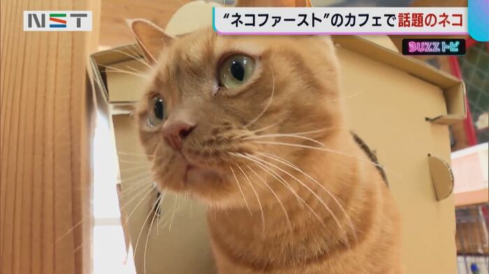人懐っこい「ちぐら」のネコたち