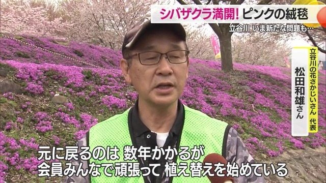 まばらになった箇所を中心に、シバザクラの植え替えを進めている