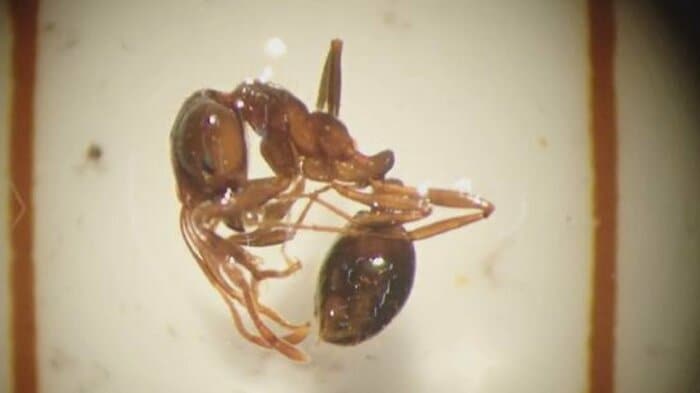 伏木富山港で確認されたヒアリ(県提供)