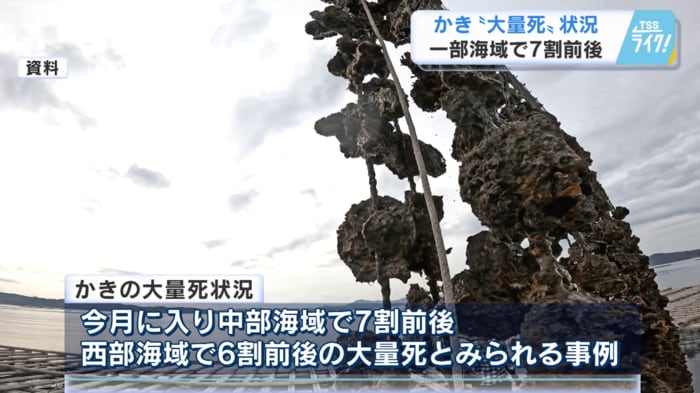 農林水産委員会 カキの大量死の状況について報告