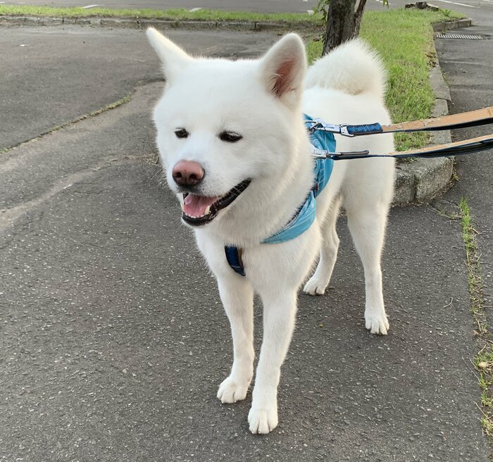 提供:秋田犬もんたろうさん