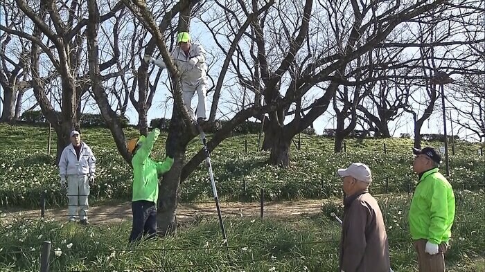 枝打ちする保存会のみなさん