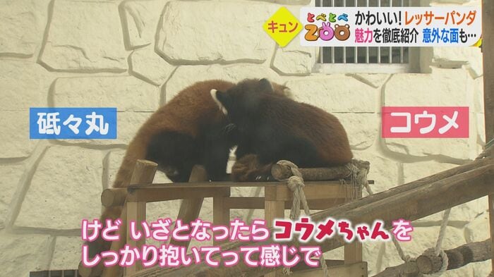 仲良くよりそう砥々丸とコウメ