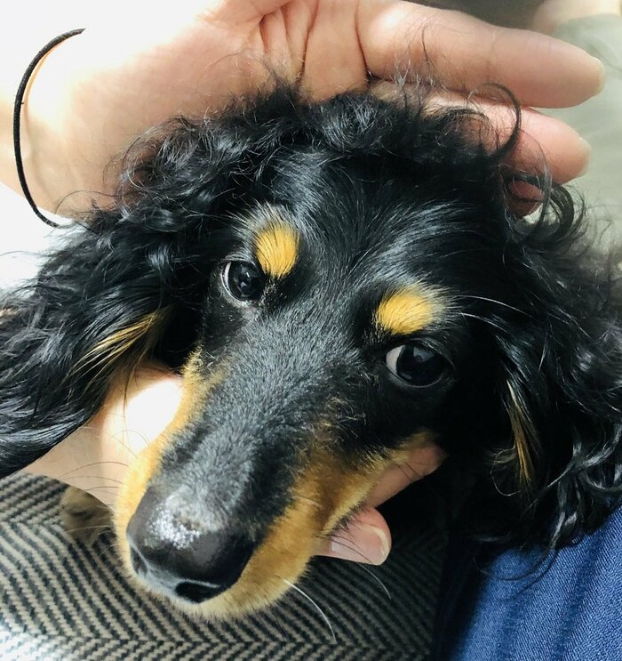 触り心地がよく、いつもなでなでしているという