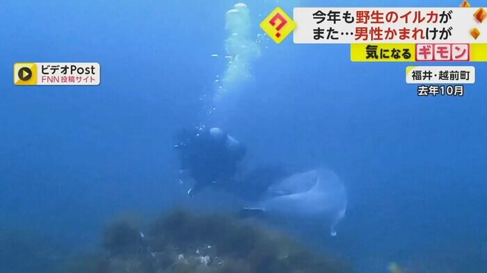 イルカと泳ぐダイバー