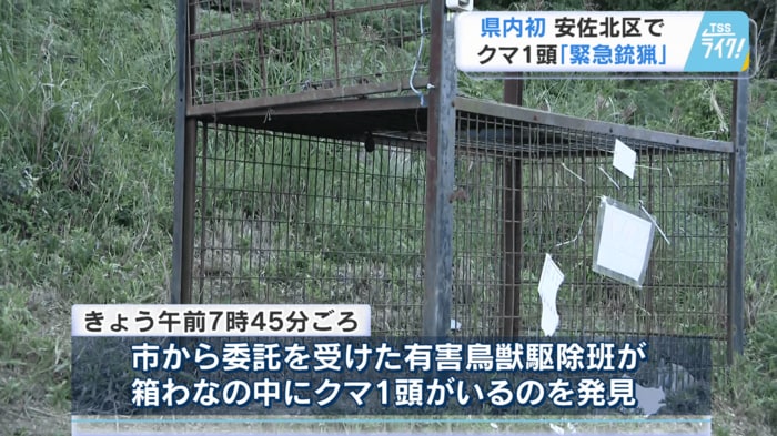 有害鳥獣駆除班が箱わなの中にクマ１頭を発見