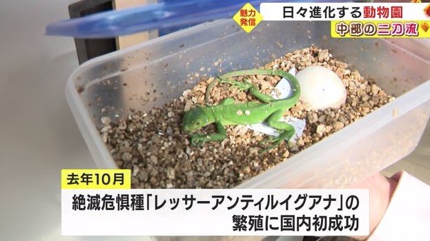 絶滅危惧種のレッサーアンティルイグアナ