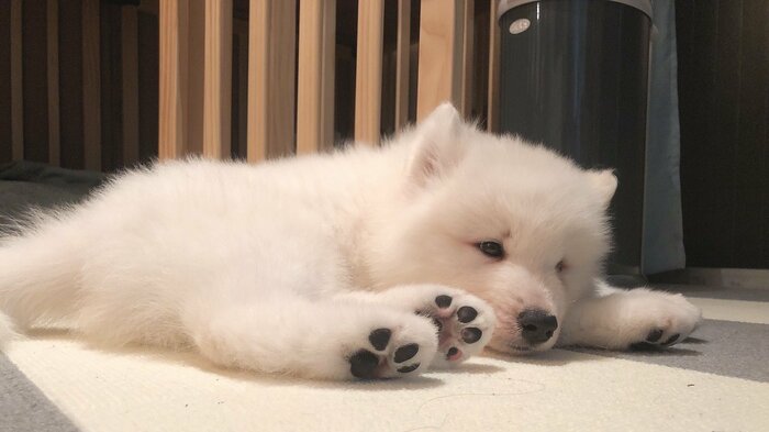 飼い始めた頃のソランくん