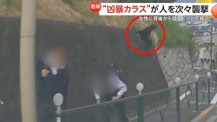 歩道の2人組を襲うカラス