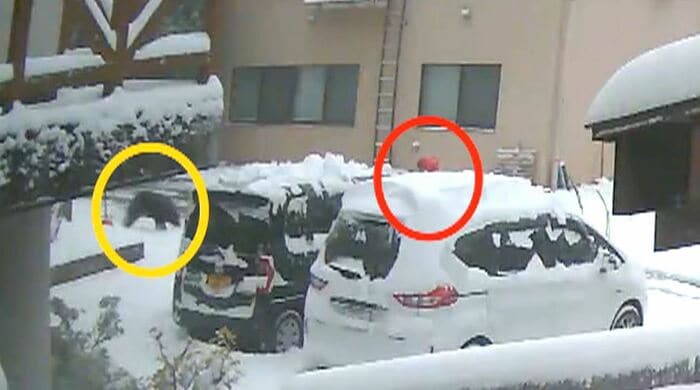 別の男性にクマが突進