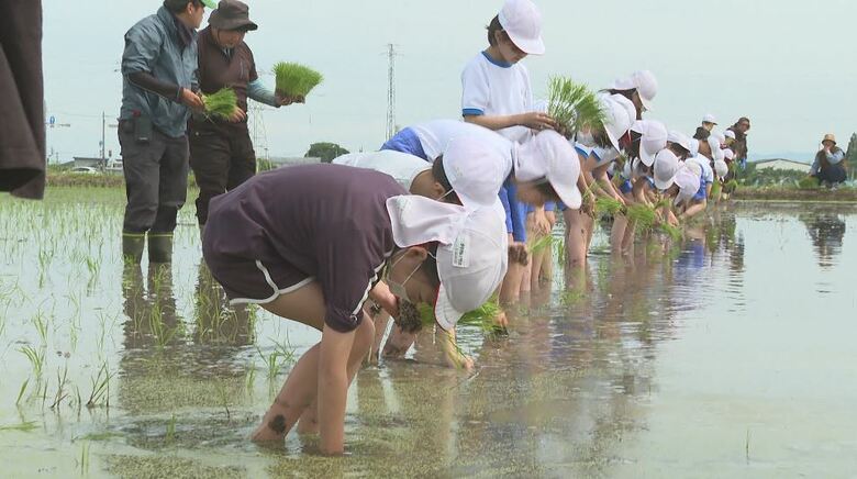 コシヒカリの苗を！小学生が田植え体験「私たちが食べてるお米は他の人が頑張って作ってくれている」｜FNNプライムオンライン