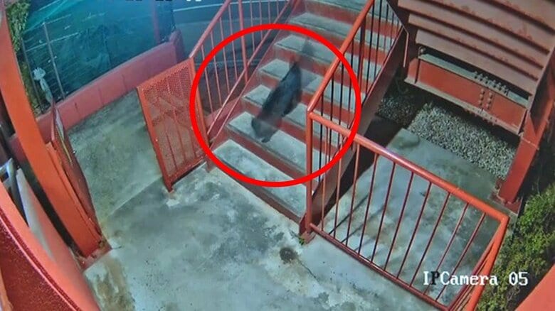 【速報】「クマが出た！」…と思ったら？正体はまさかの“大ネコ”多賀城市で通報〈宮城〉｜FNNプライムオンライン