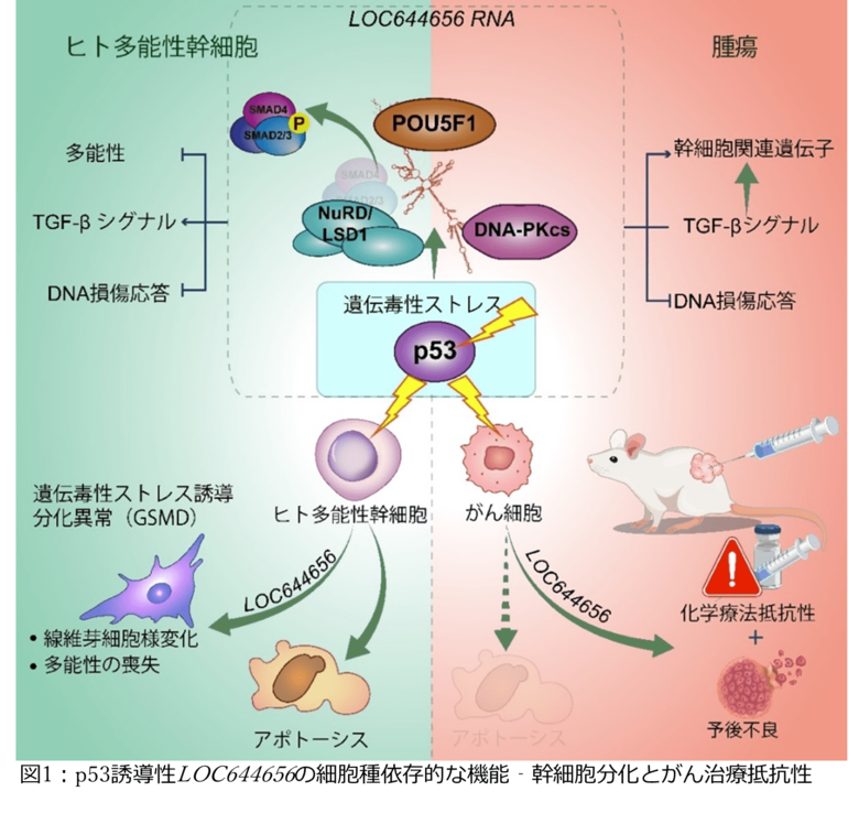 幹細胞の「自衛反応」に新発見 ~がん治療にもつながる可能性~