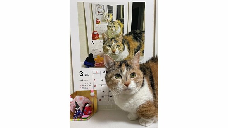 無限ループ？愛猫の歴史を刻む“カレンダー写真”が素敵…始めたきっかけを飼い主に聞いた｜FNNプライムオンライン