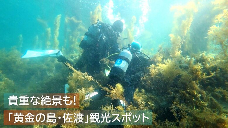 「黄金の島・佐渡」の観光スポット “海からの絶景”を楽しむ！佐渡でしか見られない光景も【新潟発】｜FNNプライムオンライン