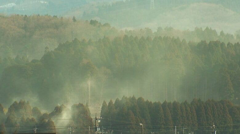 来春のスギ花粉は平年の1.4倍、富山県森林研究所が予測 例年よりやや多くなる見込み|FNNプライムオンライン