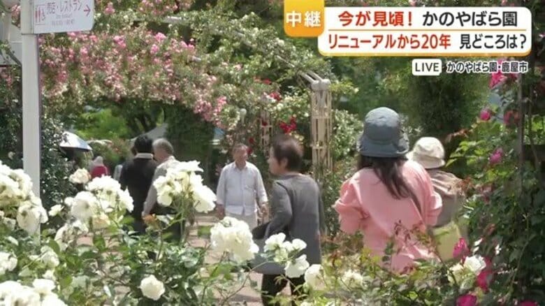 鹿屋かのやばら園「1000種・2万5千株」春のバラ祭り リニューアル20周年企画「同伴者何人でも無料」が話題|FNNプライムオンライン