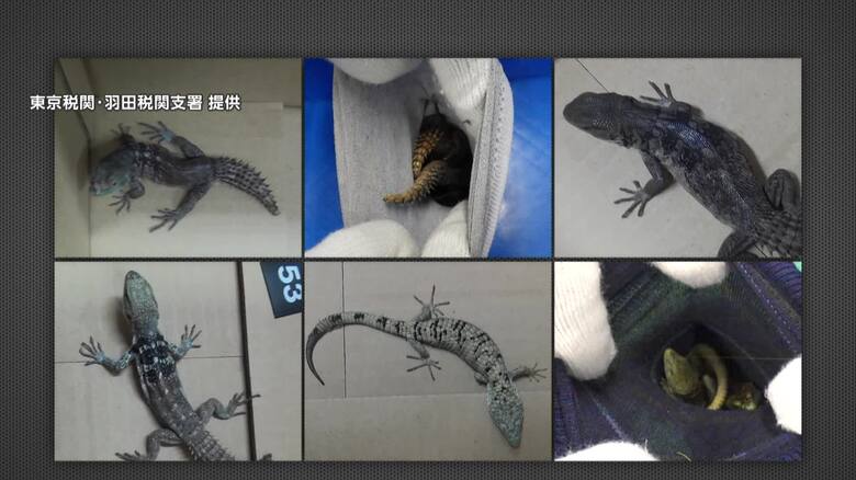 靴下からトカゲ200匹　“1匹10万円”絶滅危惧種のトカゲを密輸か　逮捕されたメキシコ人「メキシコで1匹750円ほどで仕入れた」｜FNNプライムオンライン