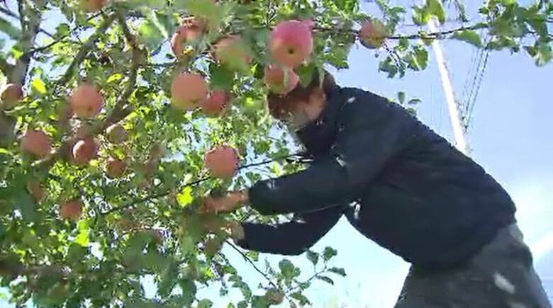 台風で被災のリンゴ農園「感謝と勇気を忘れない」　親子3代続いた地を離れ再出発…新たな挑戦も【長野発】