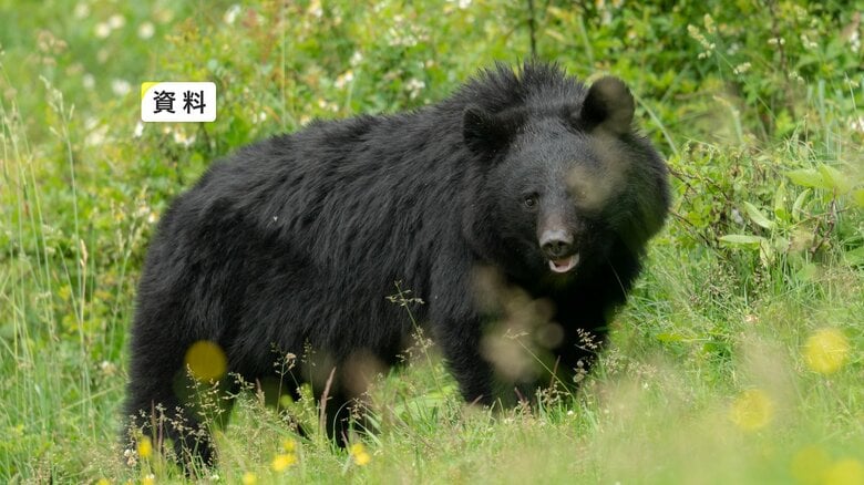 【速報】玄米の袋にクマの爪痕　倉庫内にいたクマと鉢合わせ　岩手県花巻市｜FNNプライムオンライン