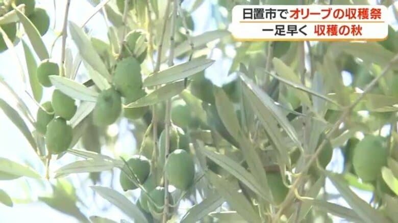 「日本に誇れるものを作っている」鹿児島・日置オリーブファームが収穫祭　2026年は気候条件にも恵まれ出来は上々｜FNNプライムオンライン
