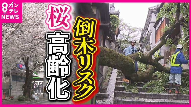 桜の大木が倒れ大けが　日本中で進む「桜の高齢化」　ソメイヨシノは樹齢60年ほどで倒木リスク増大｜FNNプライムオンライン