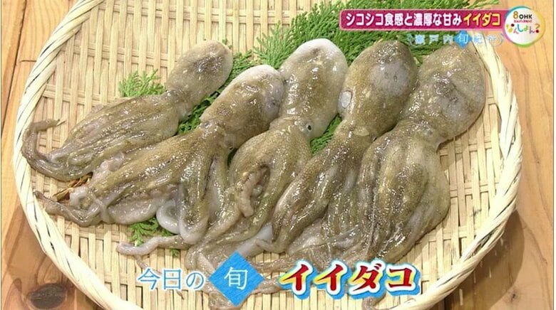 【瀬戸内旬紀行】瀬戸内の味覚「イイダコ」小さな体に詰まったプリプリ食感を煮付けで【岡山・香川】｜FNNプライムオンライン