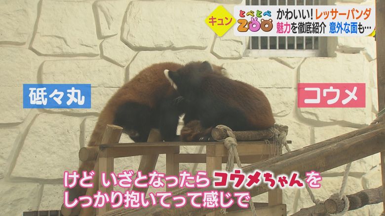 仲良くよりそう砥々丸とコウメ