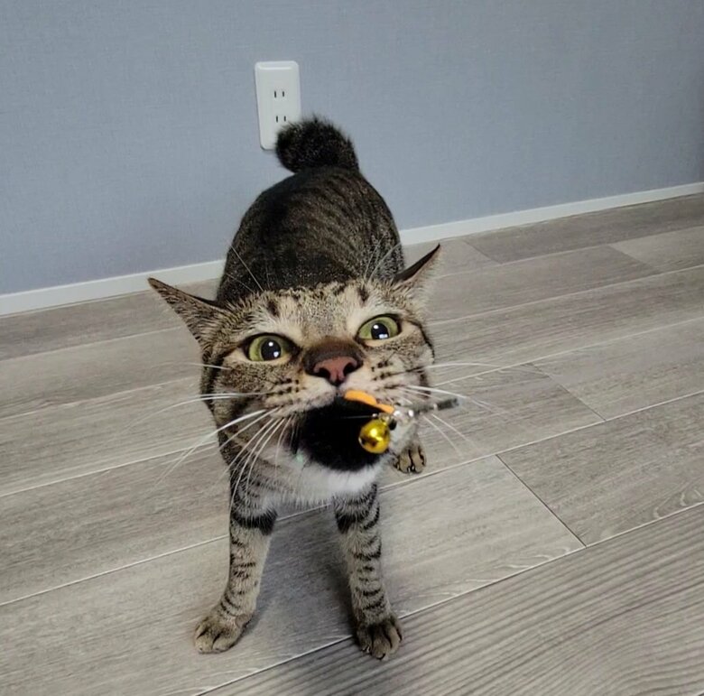 提供：しぴこめさん