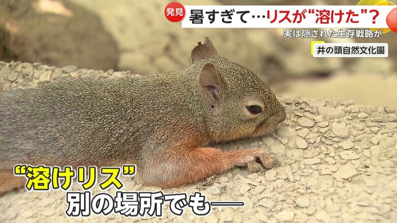 地面に体をぺたーんとくっつけ、手足を大きく広げるリス