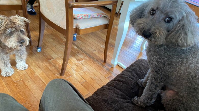 七尾さんがプードルを可愛がり、やきもちを焼く兄犬くん