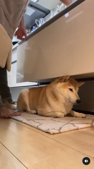 提供：柴犬Mamesuke・Korosuke大阪さん