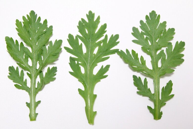 深い切れ込みがたくさん入った春菊は香りが強め