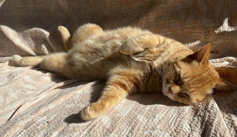 日向ぼっこするちびくん