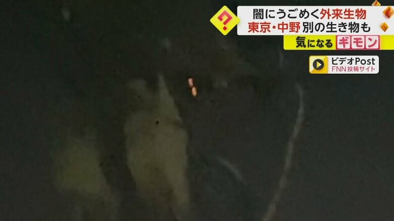 暗闇の中で、何かの生き物がカメラに目を光らせている