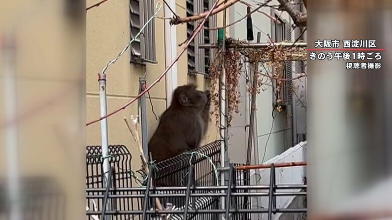 庭にある実のようなものを食べるサル