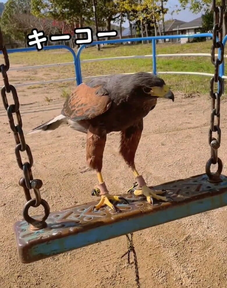 ブランコに乗るキールくん