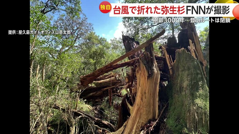 根元から折れてしまった屋久杉